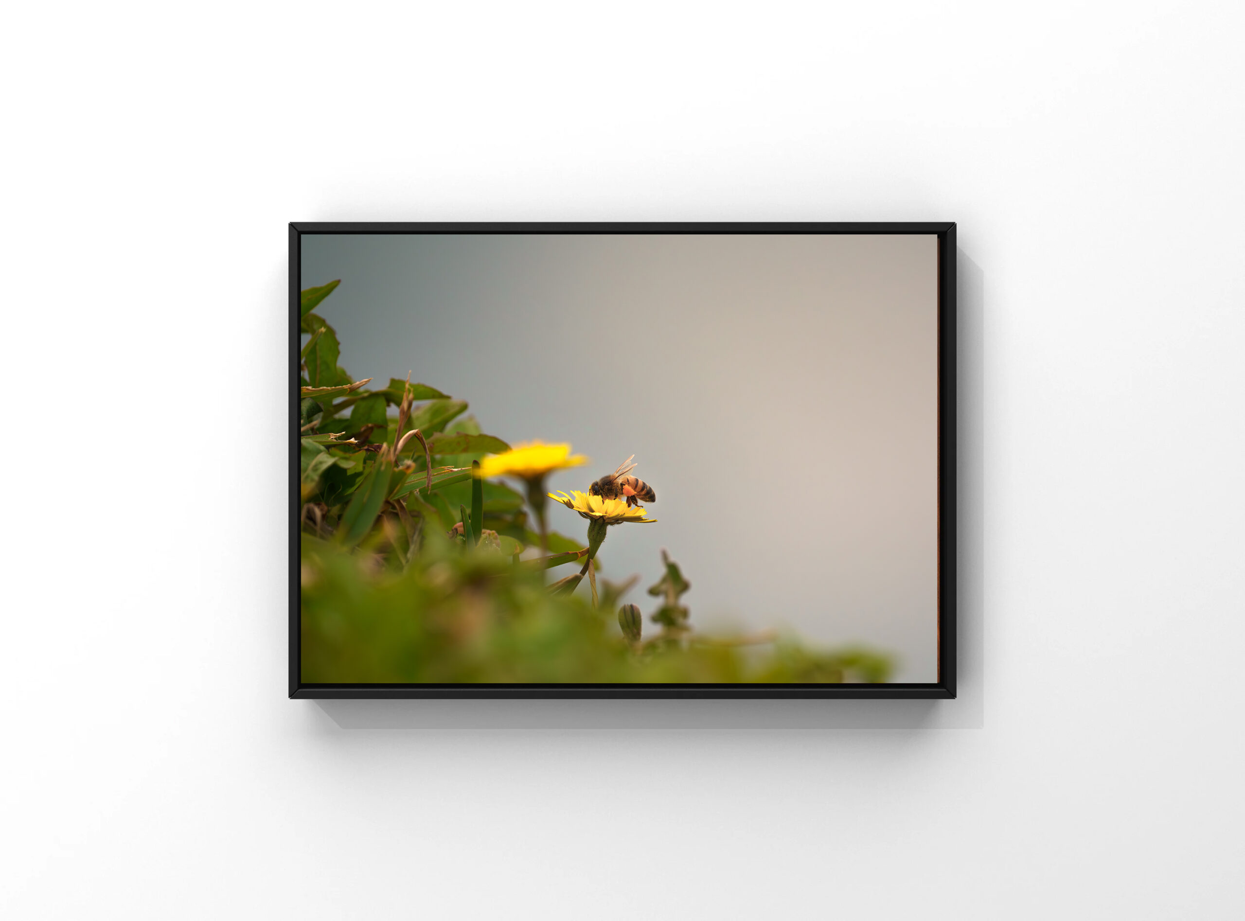 Bee