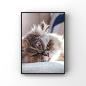 Cat V