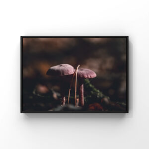 Violetcap